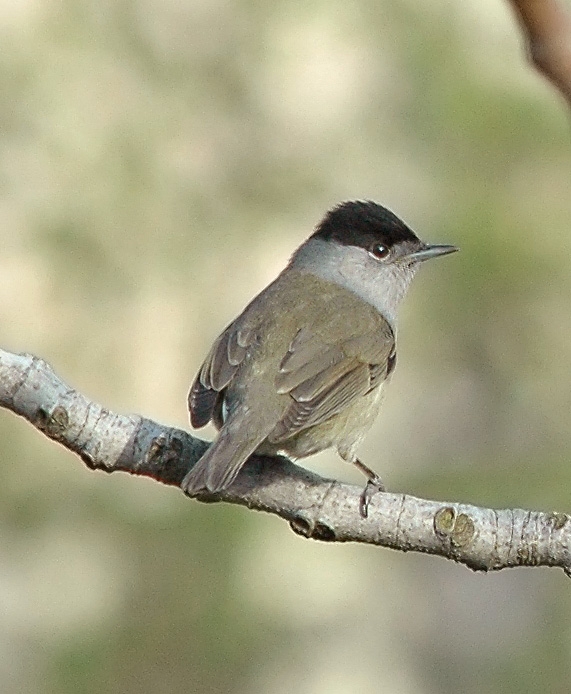 Capinera, Sylvia atricapilla. dieta nella stagione di mezzo.